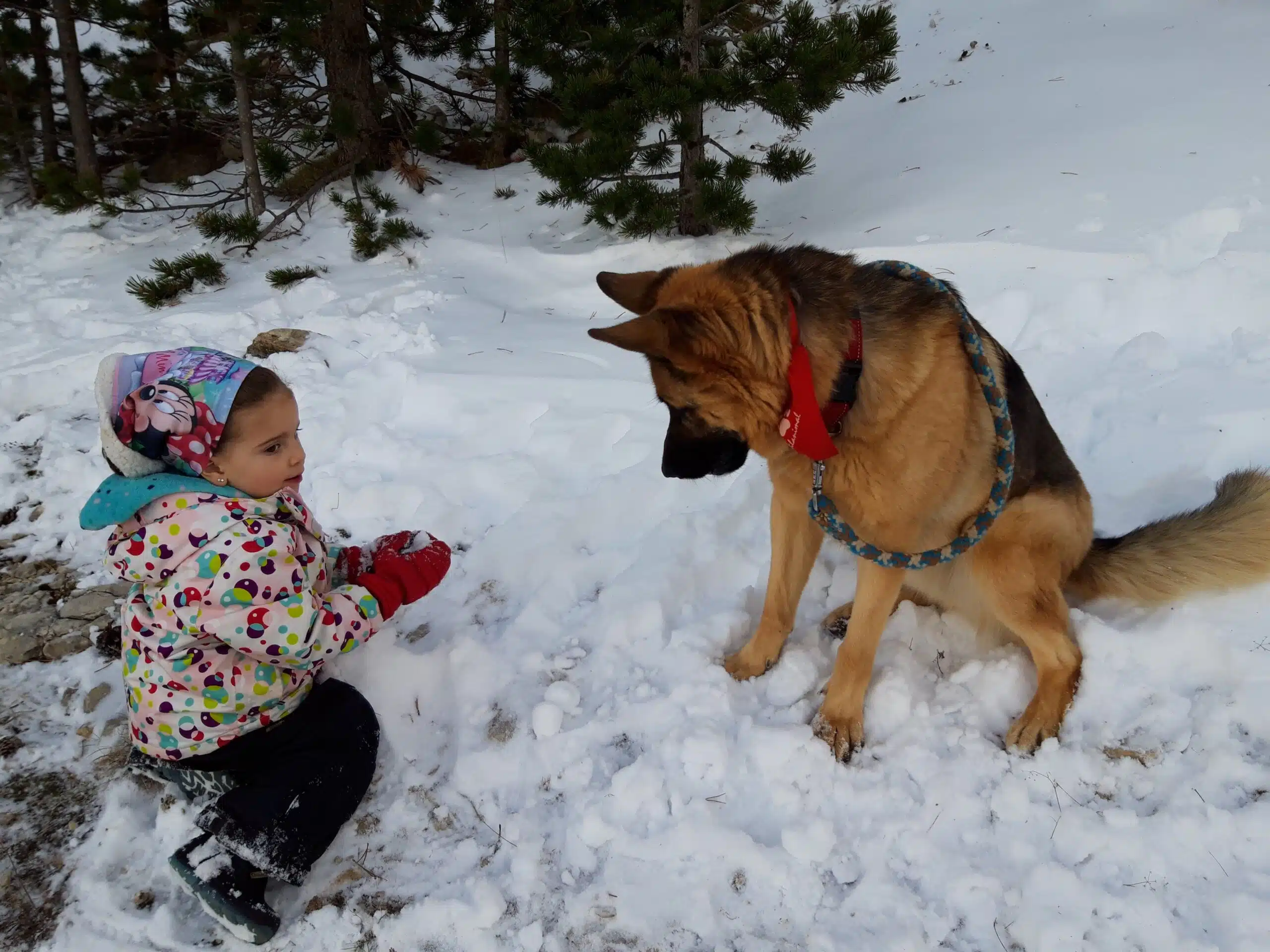 Jouer dans le chien de neige et la petite fille