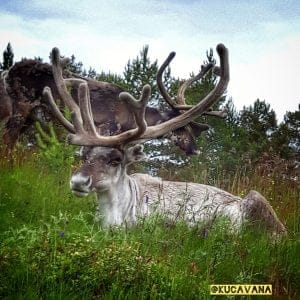 Nordkapp en camping-car ou camping-car