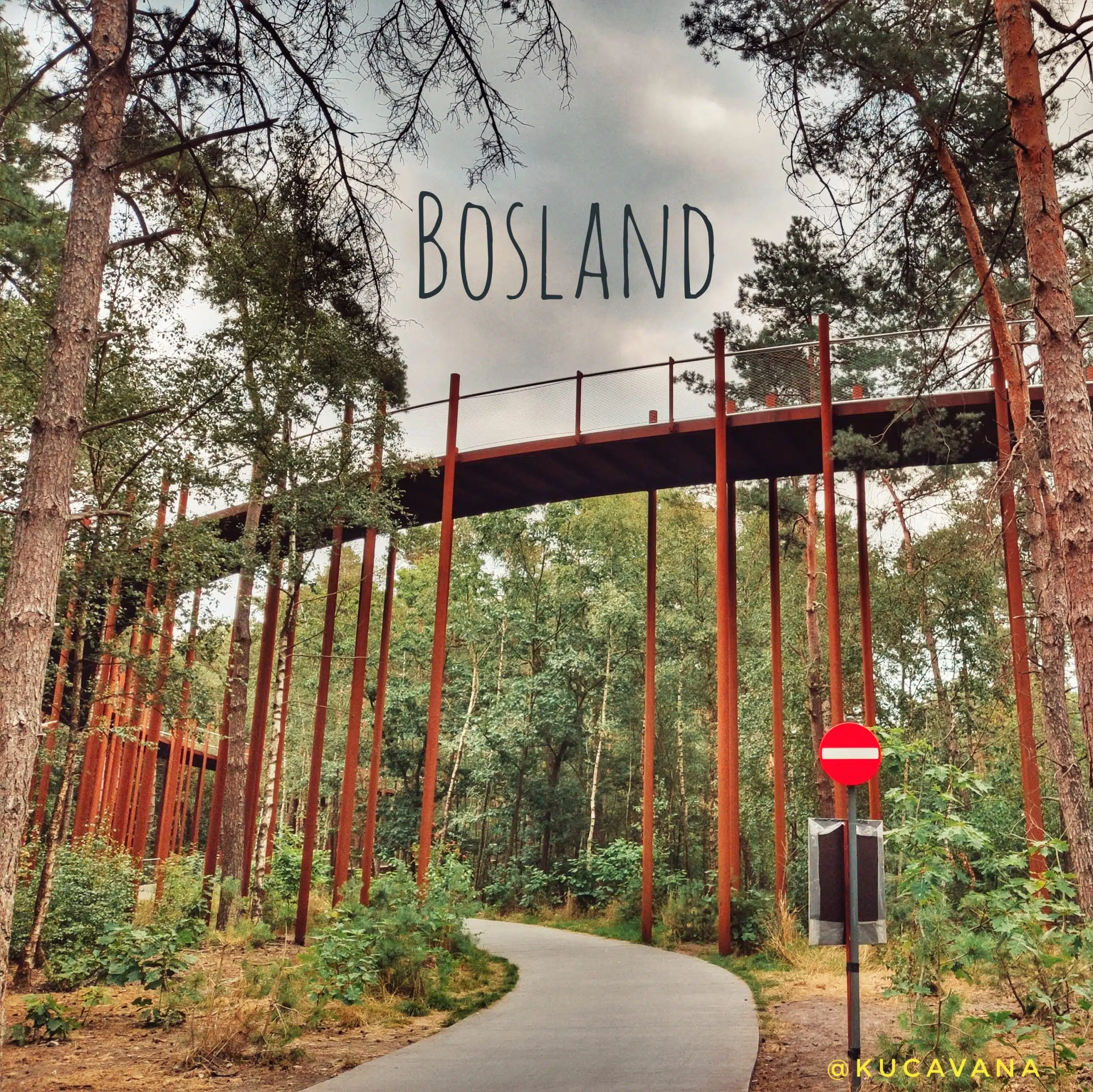 Piste cyclable Bosland Limburg au-dessus des arbres