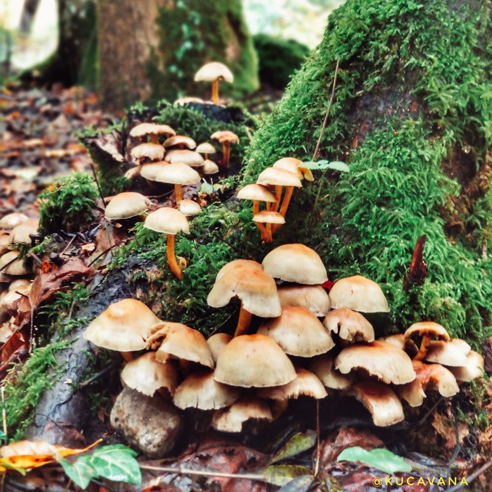 Funghi nei Pirenei dell'Ariegean nella valle di Orlu