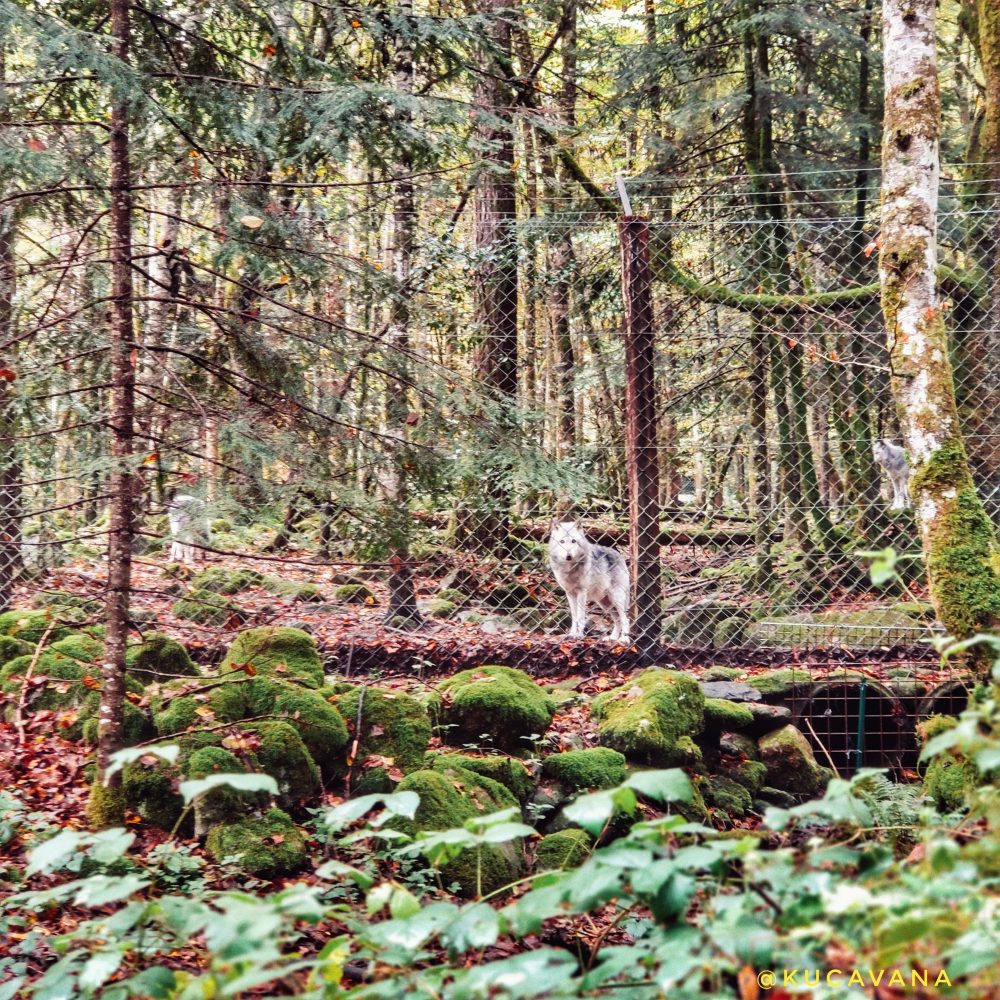 La maison des loups de la vallée d'Orlu