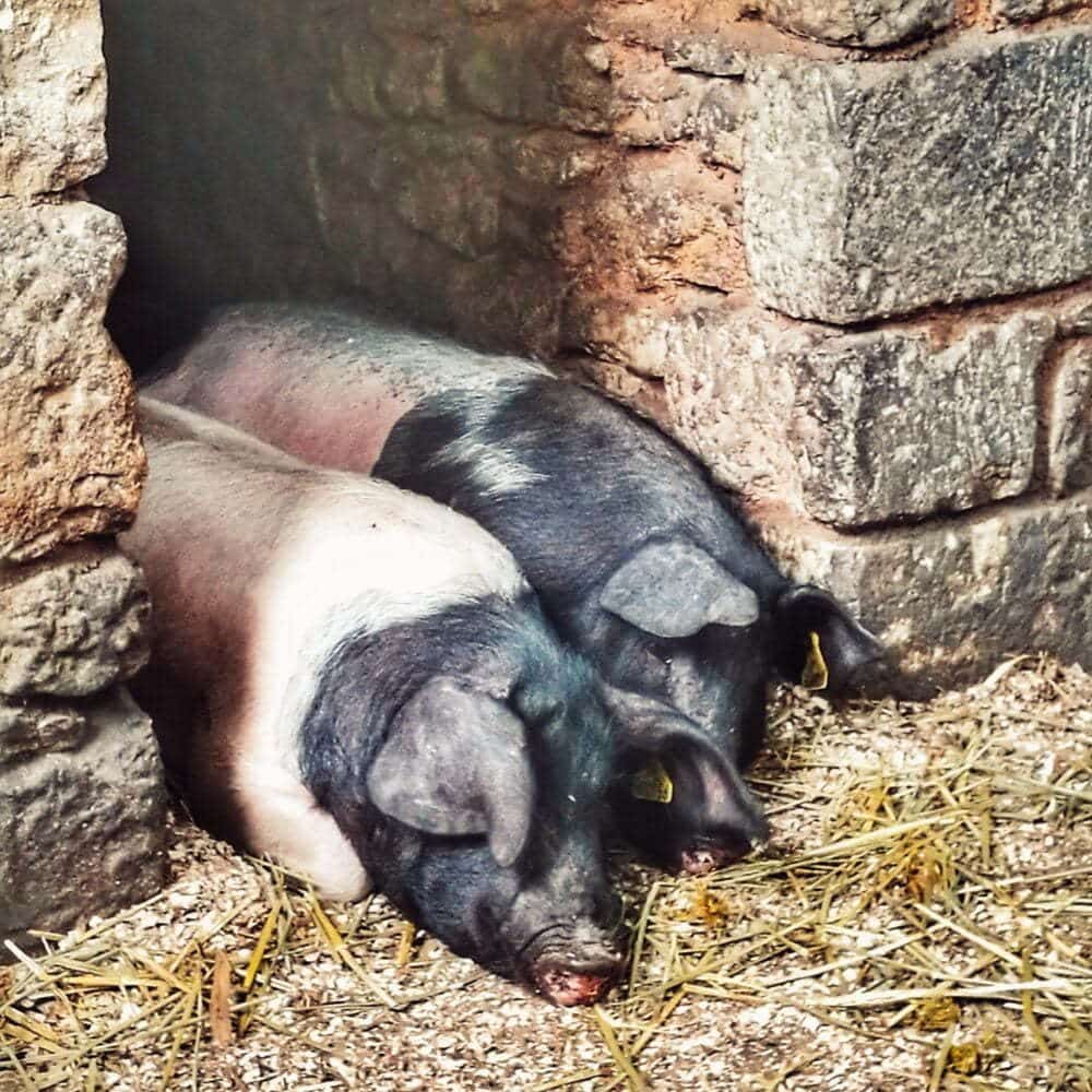 Was in der Dordogne mit Kindern in einem Wohnmobil zu tun ist: Le Bounat