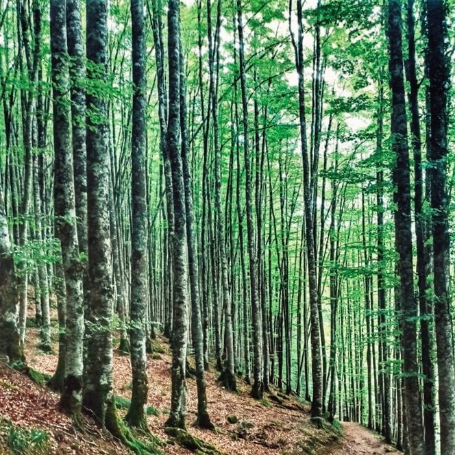 Selva de Irati en autocaravana