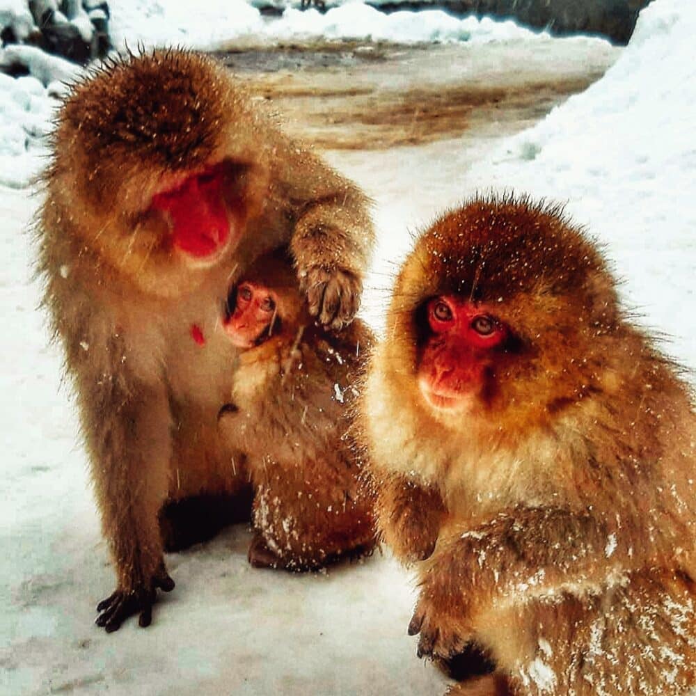 Macacos na neve no Japão