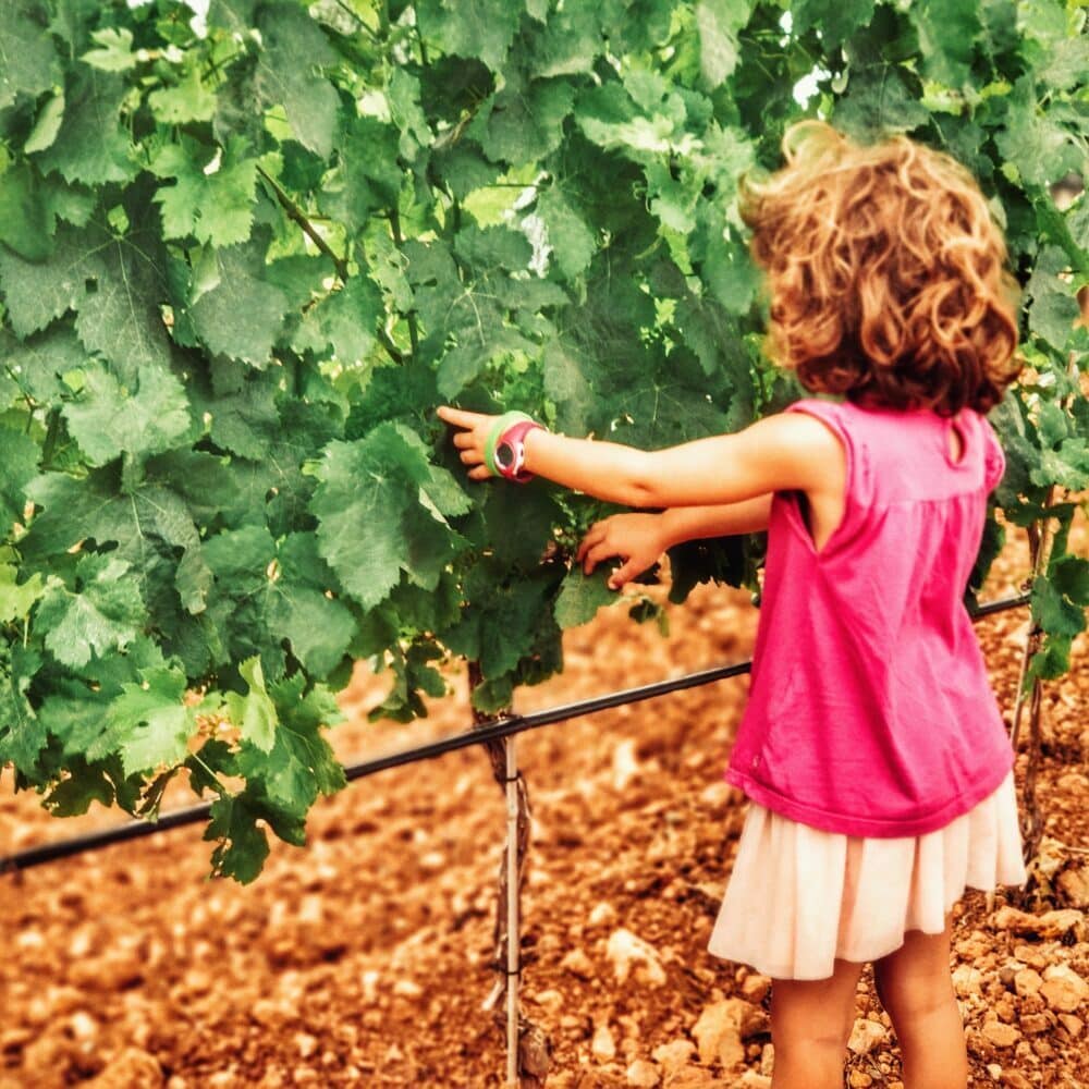 Degustazione di vini Vi Rei a Cala Pi Maiorca