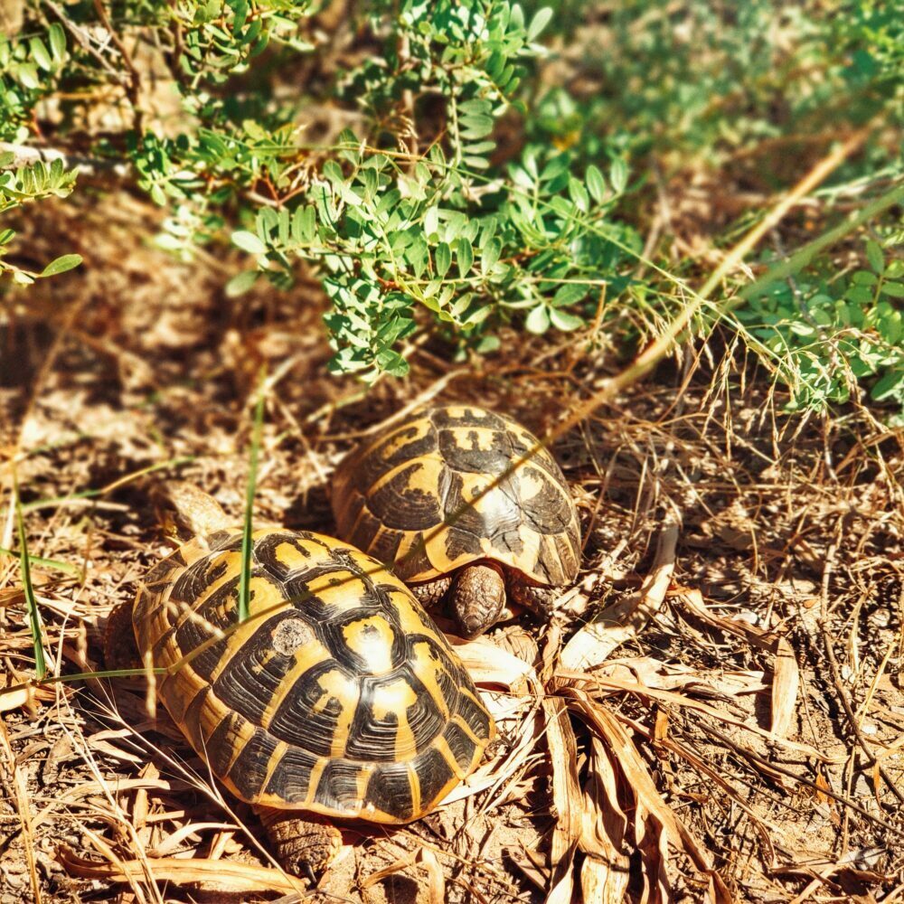 Tortues méditerranéennes à S'Albufera des Grau