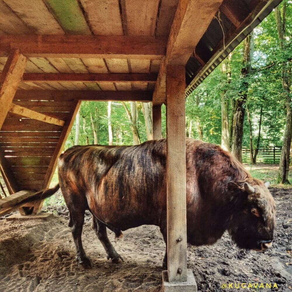 Parque nacional de los bisontes europeos en Polonia