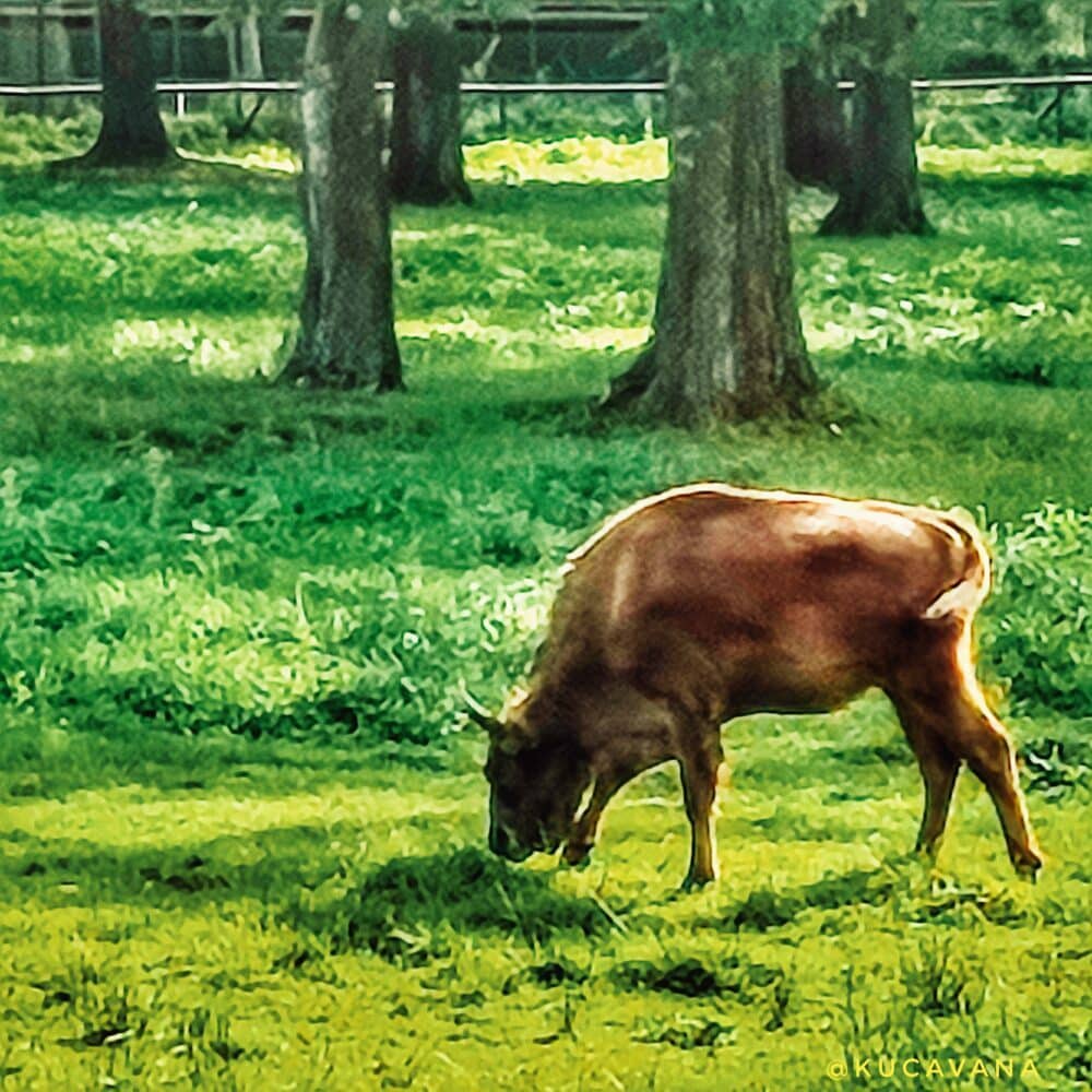 Bialowieza, um dos parques naturais mais antigos da Europa