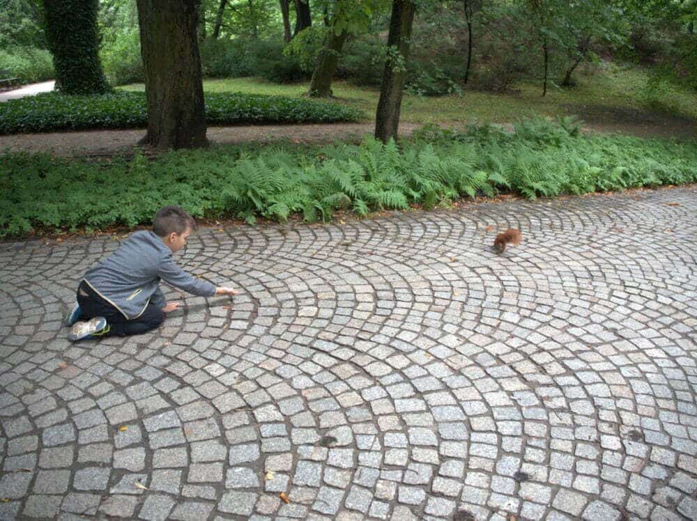 Les écureuils du parc royal Lazienki