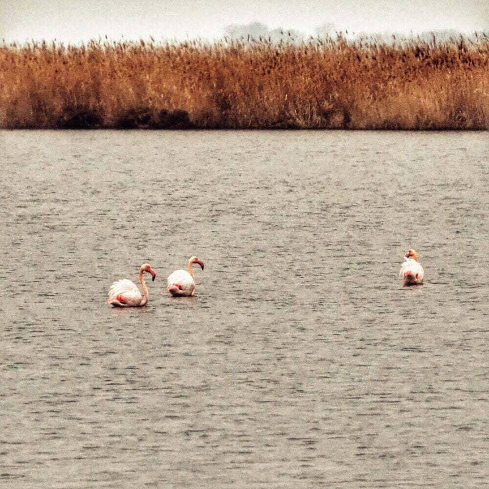 Flamingos na Camargue