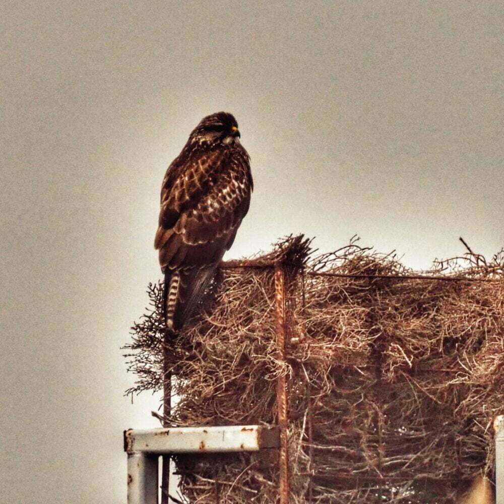 Bussard in der Camargue