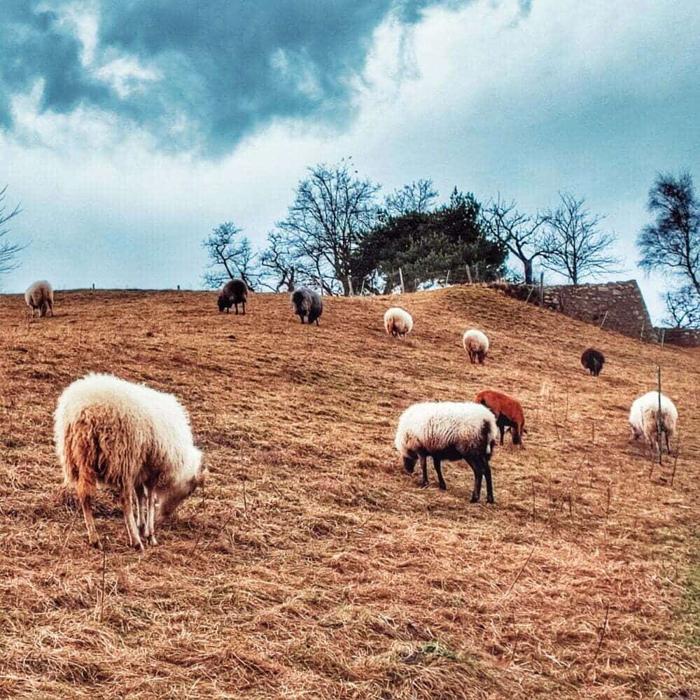 Pecore all'interno dei castelli di Allignes