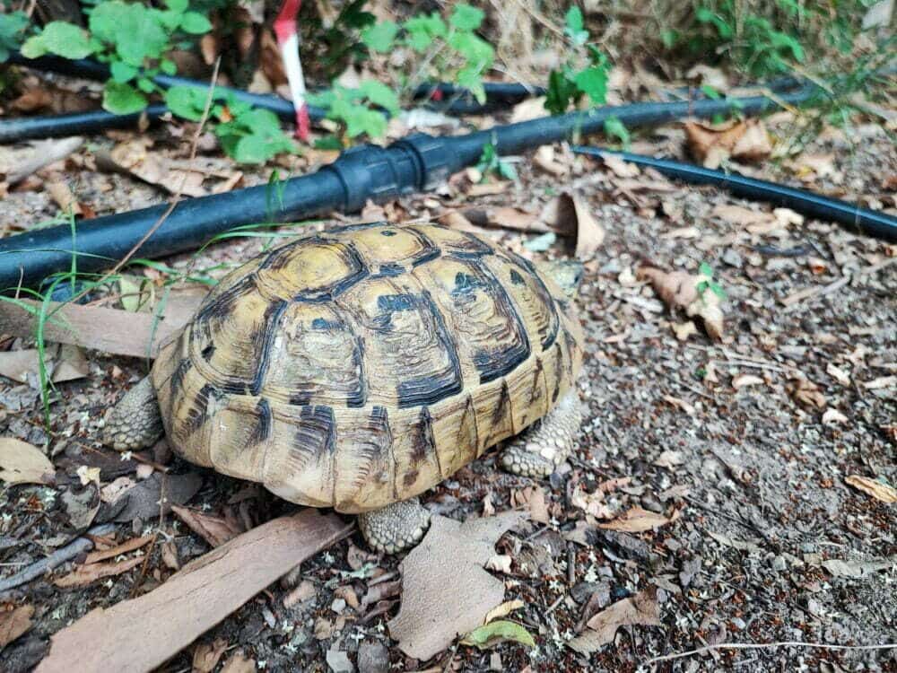 Tortugas mediterraneas en Meteora