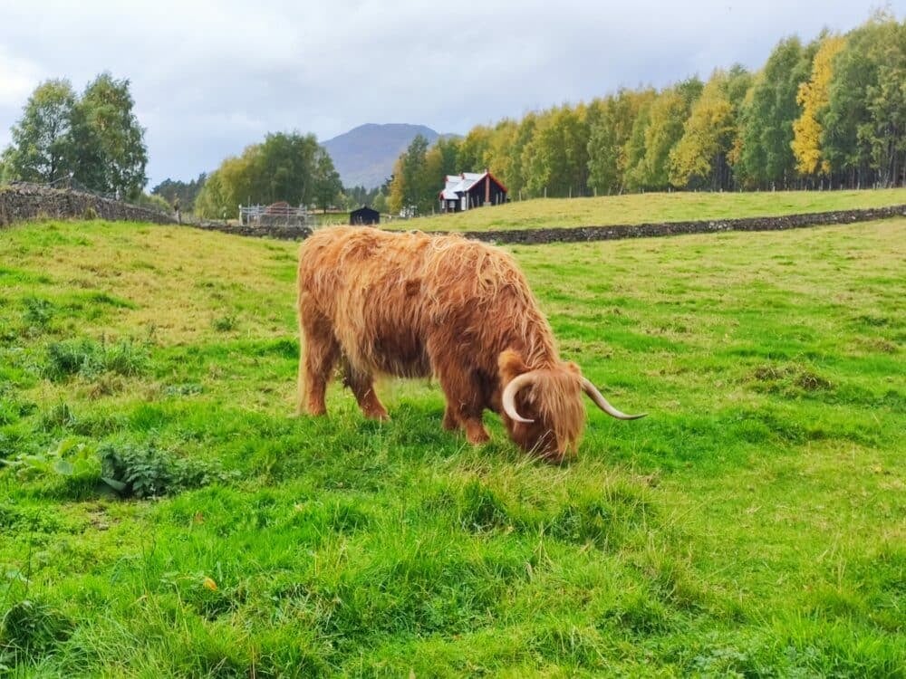 Hairy cows from Scotland on our trip through Scotland with a motorhome