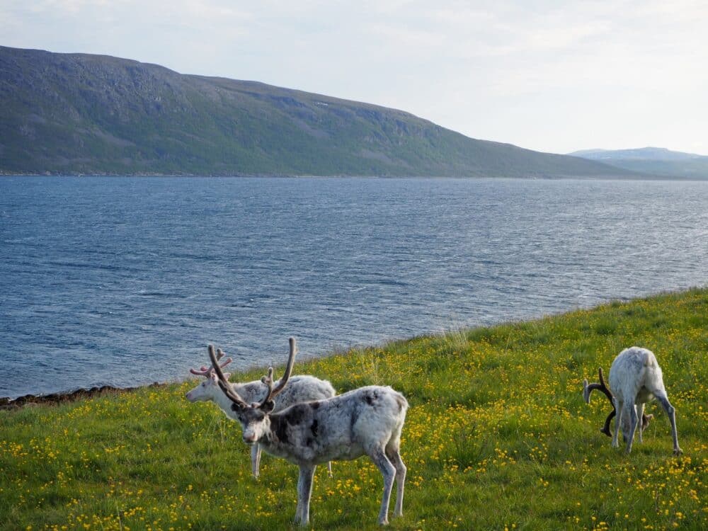 Renos al paso de nuestra autocaravana en ruta por Noruega