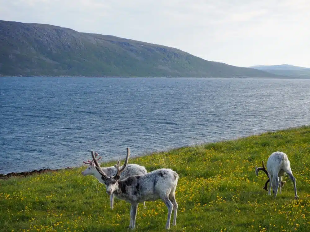 Reindeer passing by our motorhome en route through Norway