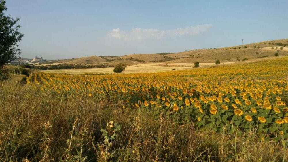 I campi di girasole di Uclés nel loro splendore a giugno