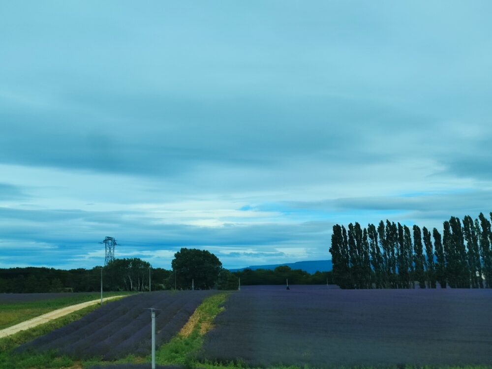 Campos de lavanda floridos da rodovia no auge do Drome