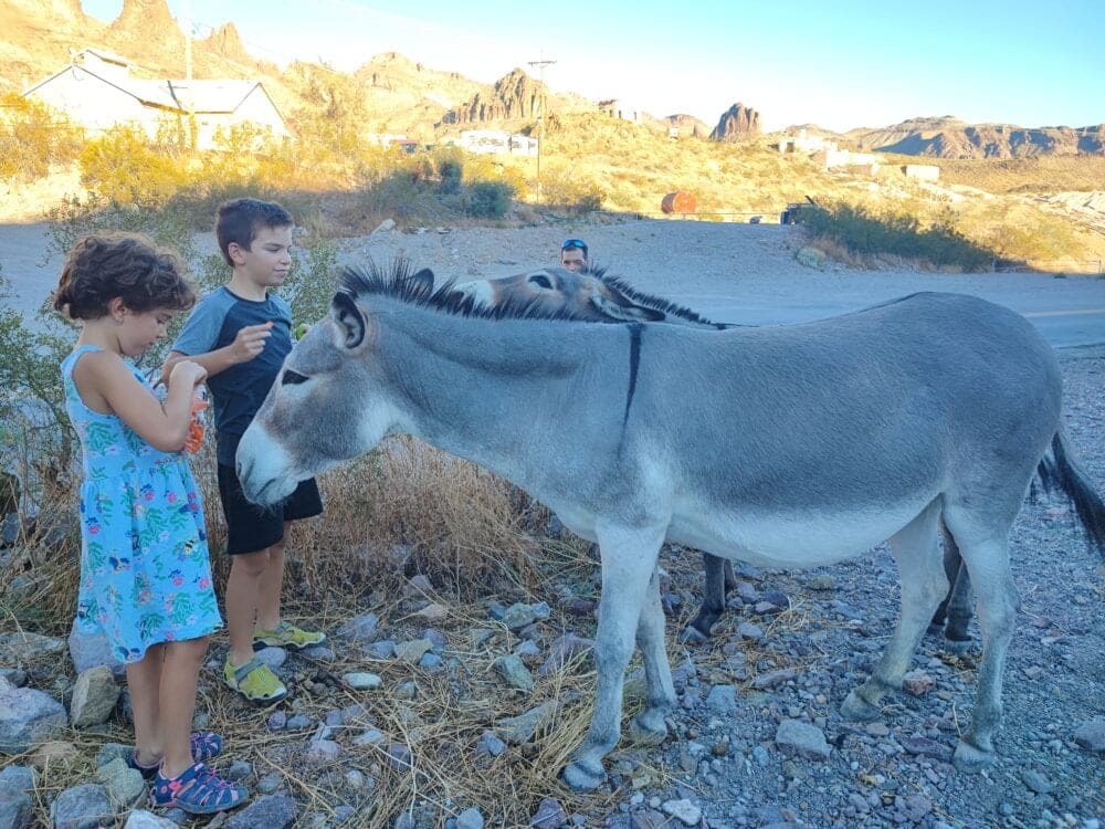 Dando de comer zanahorias a los burritos de Oatman, un mini pueblecito con los burros sueltos como gran atracción