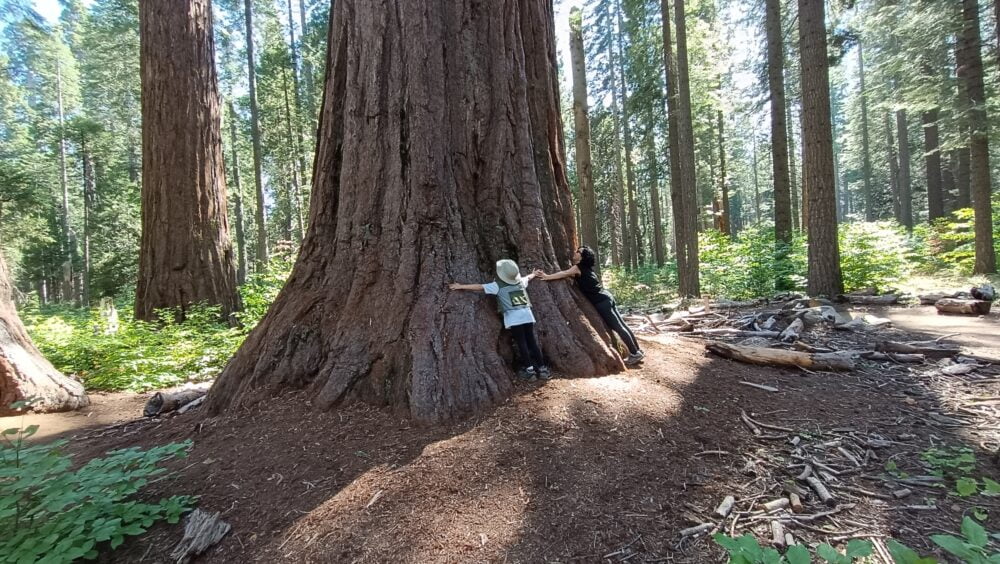 Abrazando una de las sequoias gigantes de Calaveras Big Trees