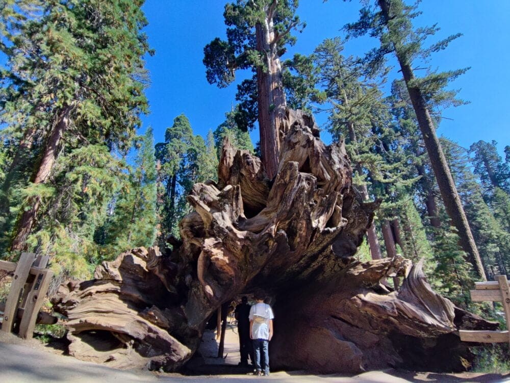 Passing inside a fallen sequoia in Sequoias National Park