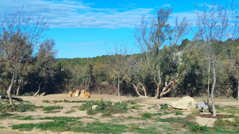 La zona de los leones de Sigean