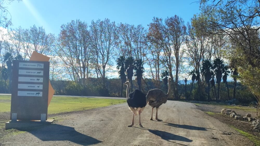 Avestruces en medio de la carretera del safari en vehículo de Sigean en autocaravana