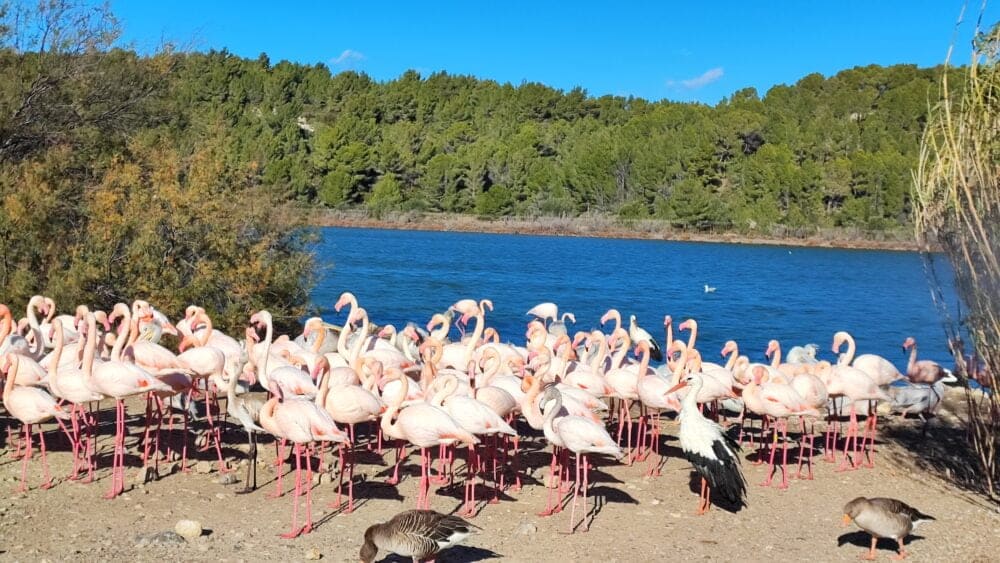 Flamingos in total freedom within Sigean, one of the areas that we liked the most in Sigean with children