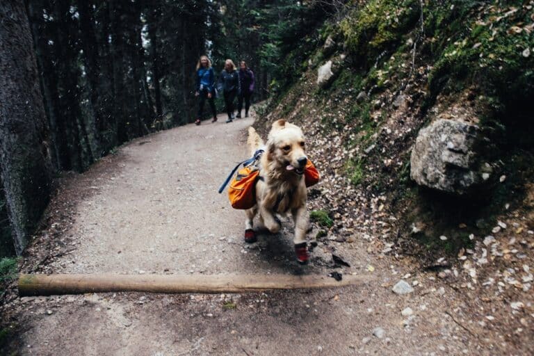 Camino de Santiago con perro en Galicia