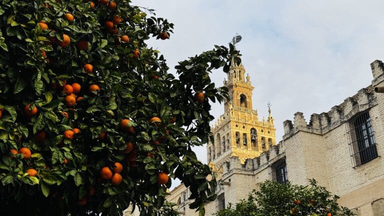 La torre Giralda con davanti uno degli aranci che tanto rappresentano Siviglia