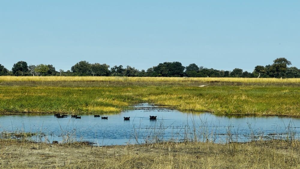 Hipopótamos en el Parque Nacional de Bwabwata, avistados en safari por libre que hicimos