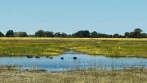 Lee más sobre el artículo Caprivi Namibia: qué ver, safari por libre y guía del Parque Nacional Bwabwata