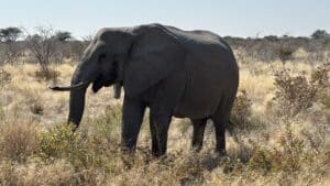 Lee más sobre el artículo Etosha National Park: el mejor safari por libre de África