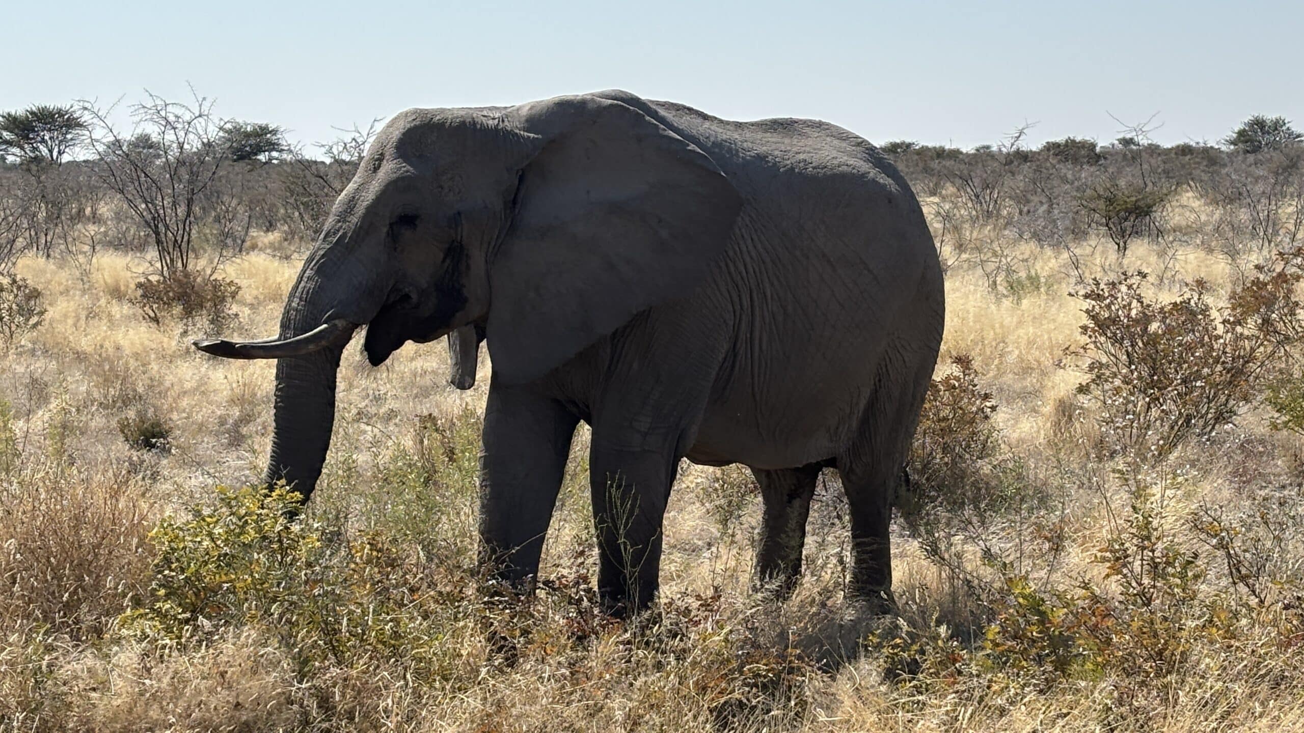 Elefante en Etosha National Park que se nos cruzó delante del 4x4