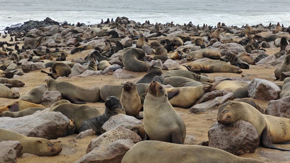 Miles de lobos marinos en Cape Cross en Namibia