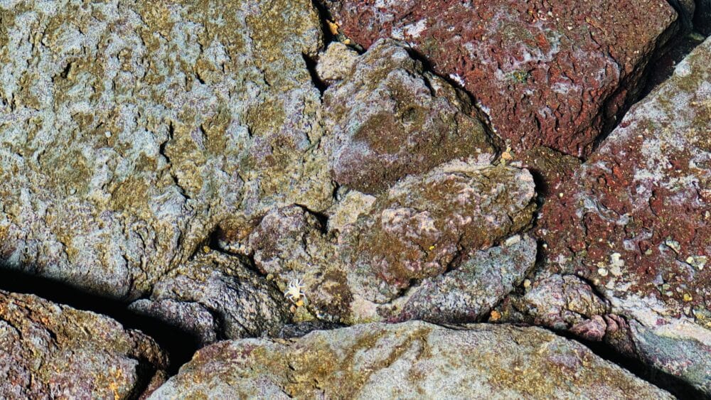 Cangrejo blanco, ciego endémico, pequeñito pequeño