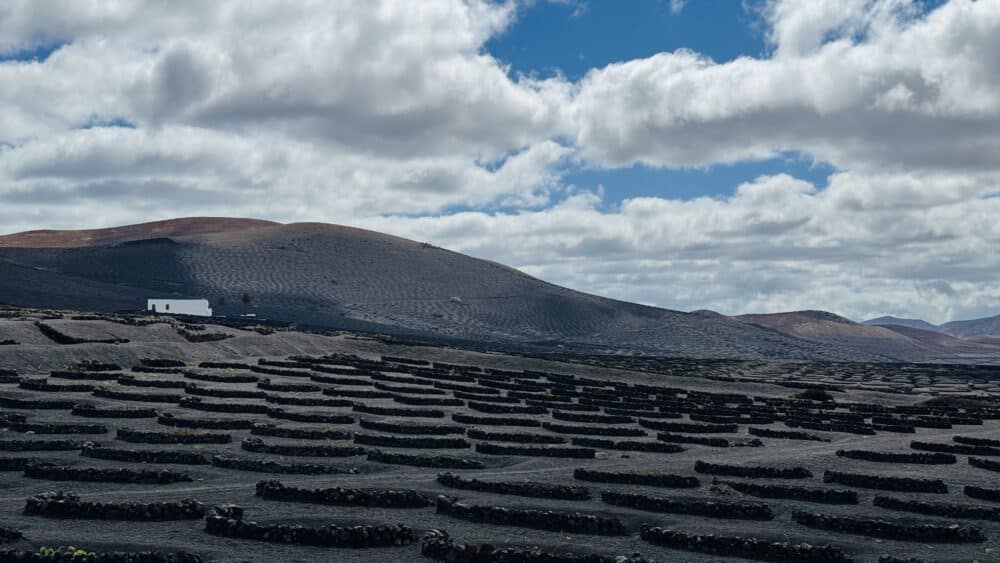 Viñas peculiares de la Geria en las Bodegas Rubicón de Lanzarote, un must que ver en Lanzarote