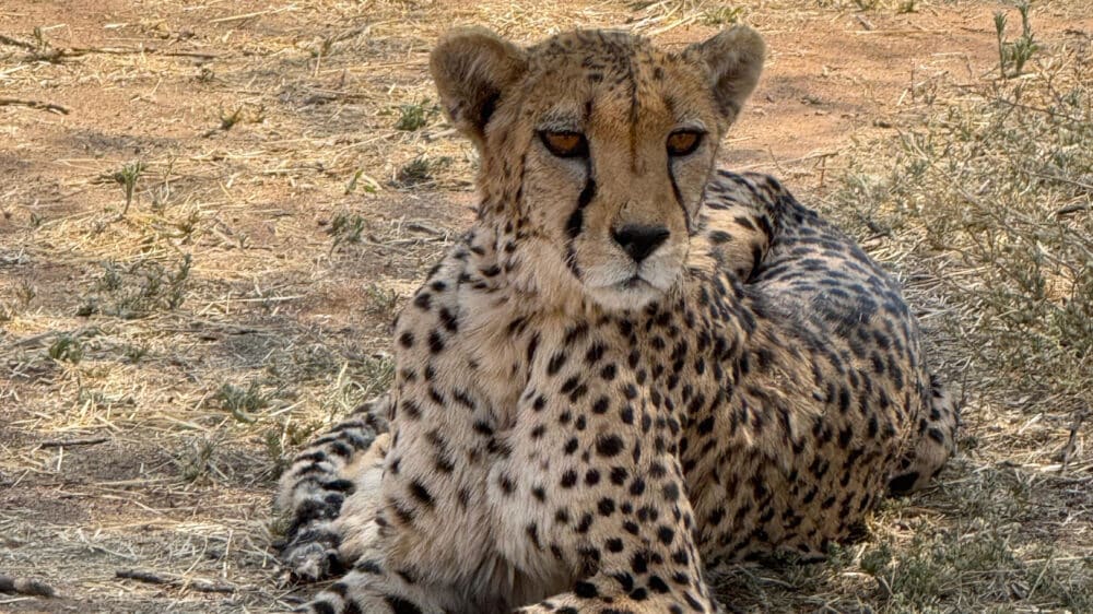 Guepardo del Cheetah Conservation Fund, foto de una amiga, nosotros no vimos ningún guepardo en Namibia