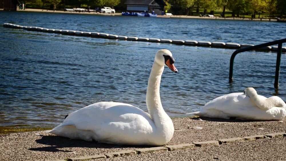 Cisnes en el Serpentine de Hyde Park