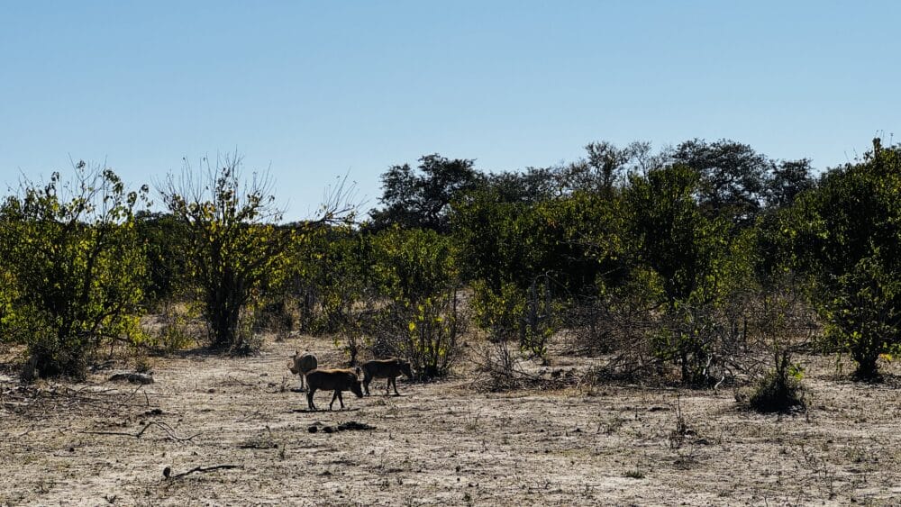 Facóqueros, pumbas en el parque de Bwabwata