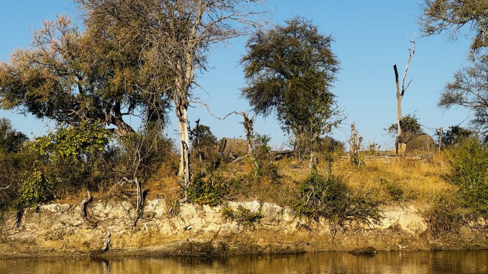 Elefantes a orillas del río Okavango durante un tour en barco al atardecer en Caprivi Namibia