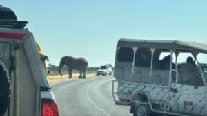 Lee más sobre el artículo Safari por libre Namibia