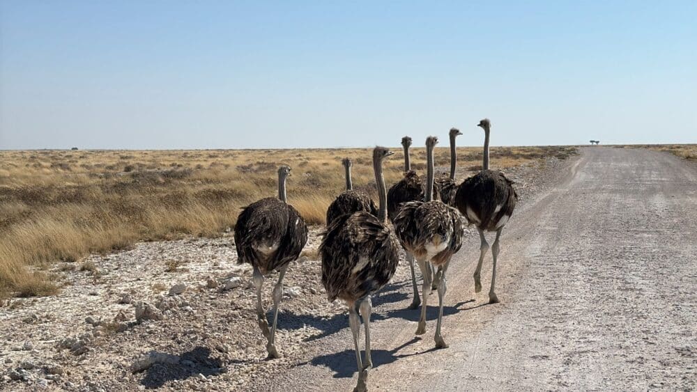 Strauße, die auf einem Pfad im Etosha-Nationalpark spazieren gehen