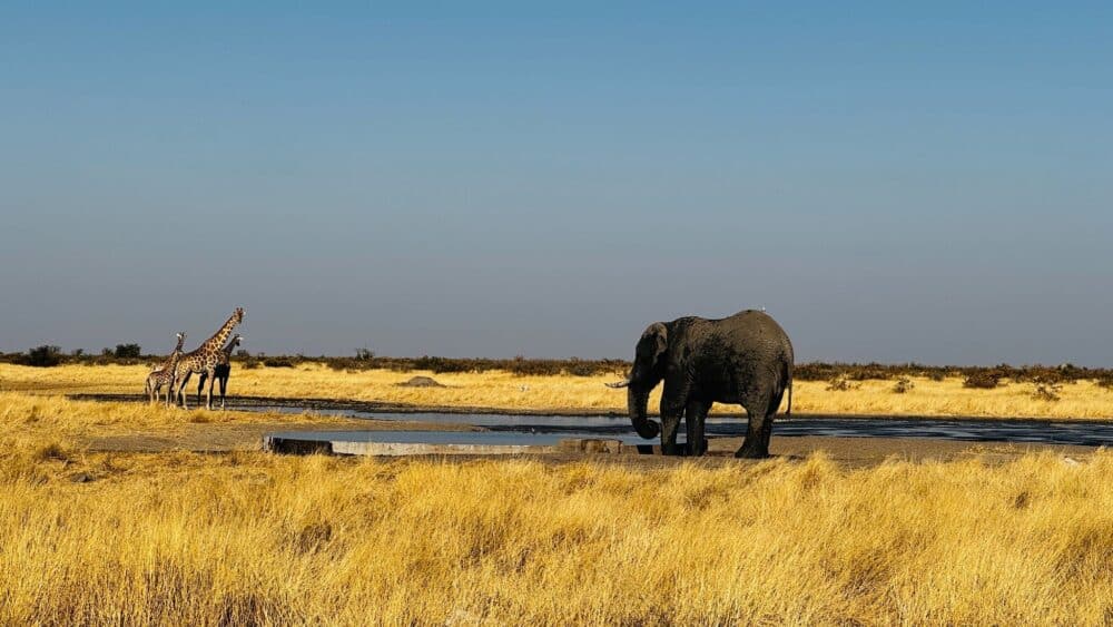 Elefant und Giraffe an einem Wasserloch im Etosha-Nationalpark, Namibia