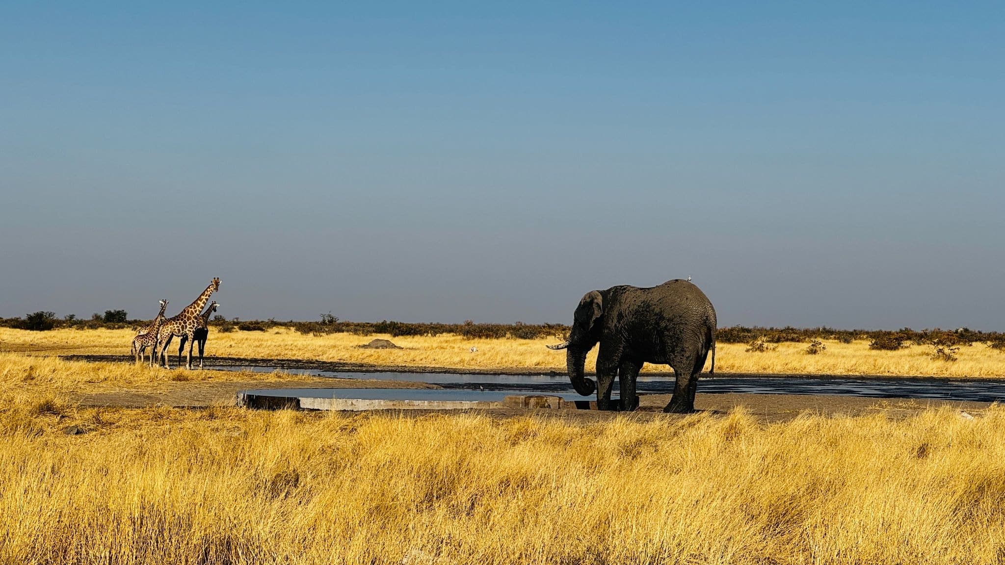 Elefante y jirafa junto a una charca de Etosha Namibia