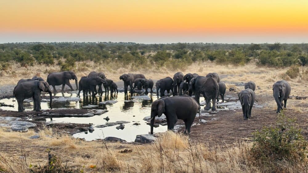 Elefantenherde am Wasserloch des Halali Camps im Etosha-Nationalpark, Namibia