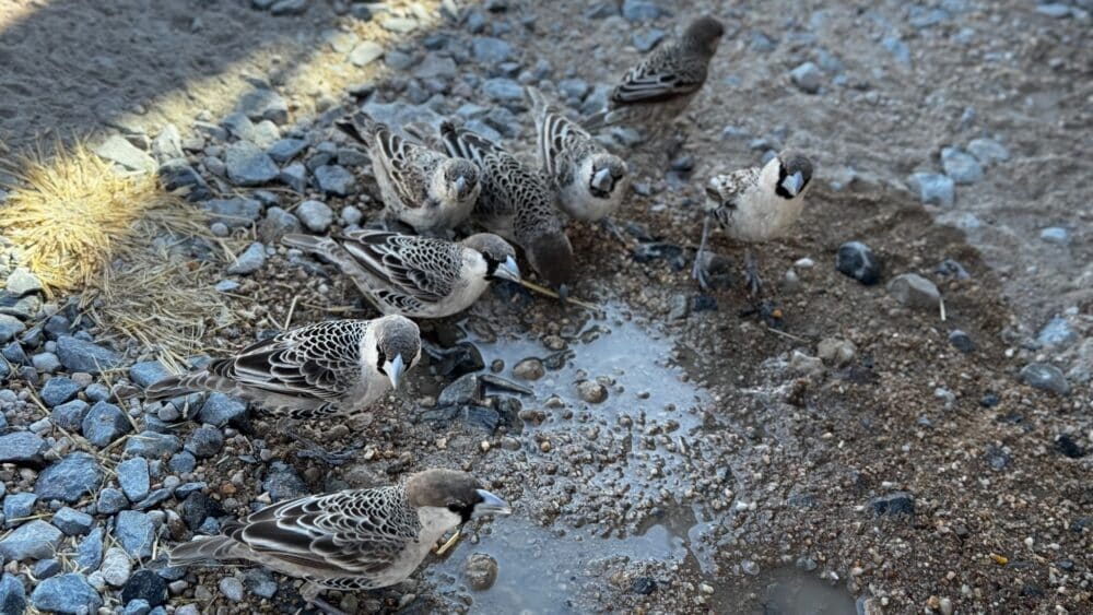 Vögel trinken Wasser auf einem Picknickplatz im Etosha-Nationalpark, Namibia.