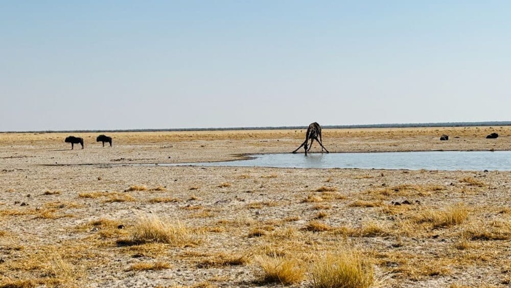Giraffe trinkt an einem Wasserloch im Etosha-Nationalpark, Namibia