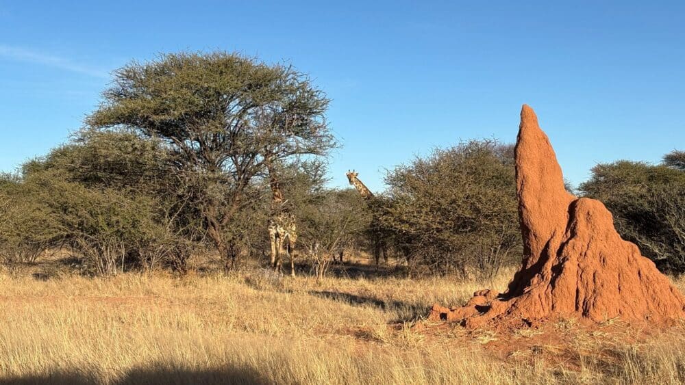 Nuestras primeras jirafas en Waterberg Namibia