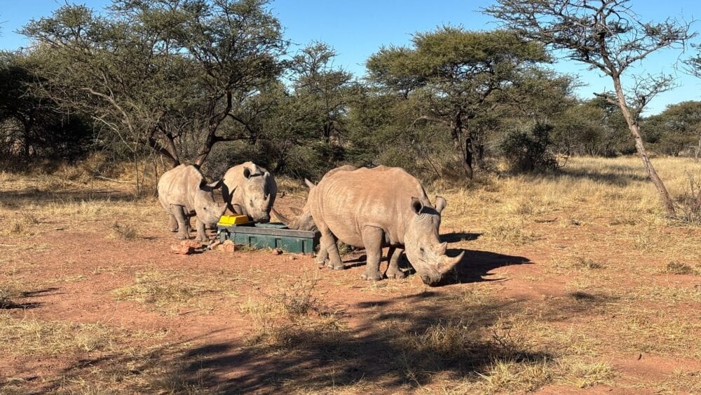 Rinocerontes en un abrevadero del programa de conservación de Waterberg